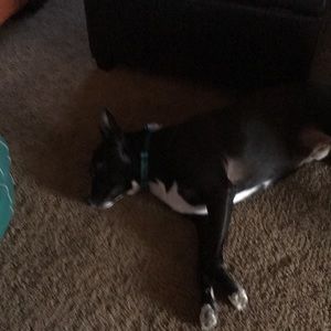 Meet your Posher, Nettie